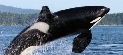 Canada receives China&#039;s approved destination status