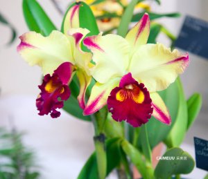 Kolea特色 夏威夷的奢侈居家生活体验